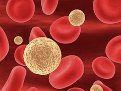 cellule malate di epatite