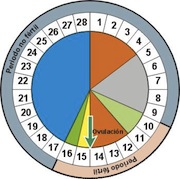 diagramma a torta del metodo Ogino Knaus
