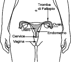 disegno dei genitali femminili